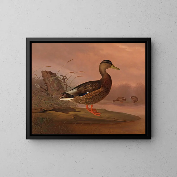 Stockente - Ferdinand von Wright — gerahmtes Bild an der Wand