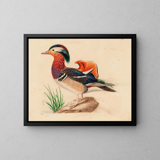 Ferdinand von Wright - Mandarin Duck.webp