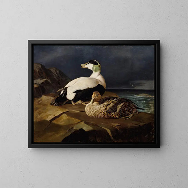 Paar von Eiderenten mit Daunen auf einem Felsen - Ferdinand von Wright — gerahmtes Bild an der Wand