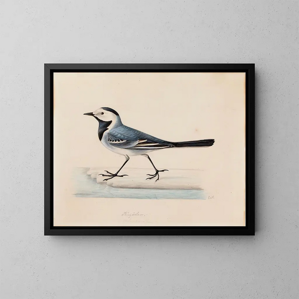 Bergeronnette grise - Ferdinand von Wright — gerahmtes Bild an der Wand