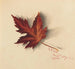 Laubblatt im Herbst - Mary Vaux Walcott — Ansicht des Kunstwerks