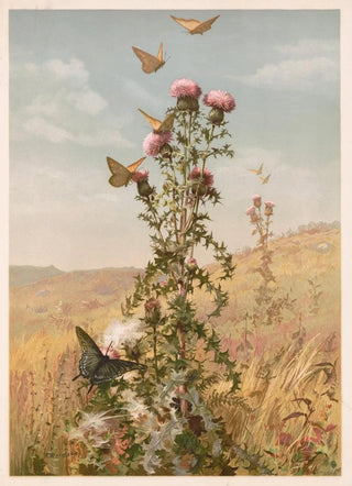 Fidelia Bridges - Thistle.webp