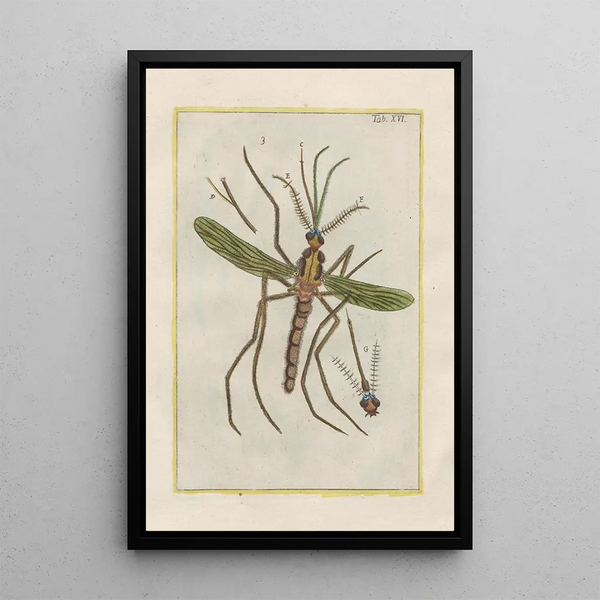 Filippo Buonanni - Rerum naturalium historia nempe quadrupedum Pl16.webp