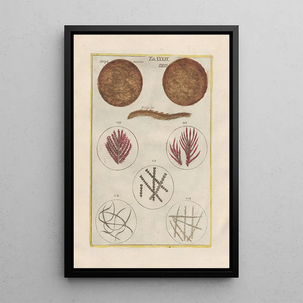 Filippo Buonanni - Rerum naturalium historia nempe quadrupedum Pl34.webp