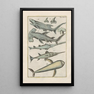 Filippo Buonanni - Rerum naturalium historia nempe quadrupedum Pl37.webp