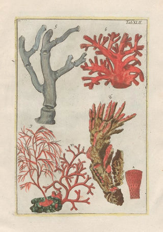 Filippo Buonanni - Rerum naturalium historia nempe quadrupedum Pl42.webp