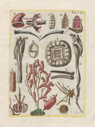 Filippo Buonanni - Rerum naturalium historia nempe quadrupedum Pl48.webp