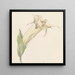 Blume - Sientje Mesdag Van Houten — gerahmtes Bild an der Wand
