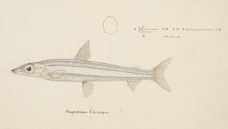 Frank Edward Clarke - Argentina elongata.webp