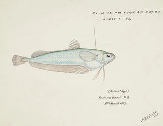 Auchenocéros punctatus NZ Ahuru - Frank Edward Clarke — Ansicht des Kunstwerks