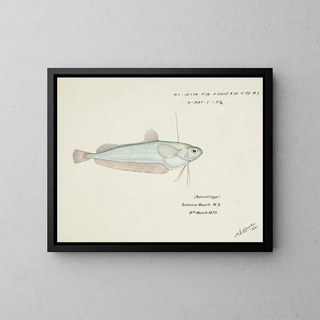 Auchenocéros punctatus NZ Ahuru - Frank Edward Clarke — gerahmtes Bild an der Wand