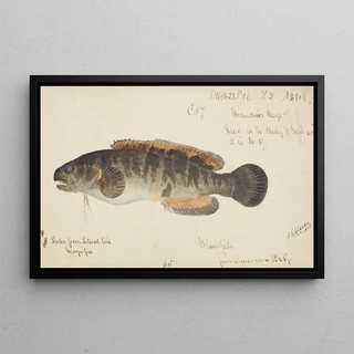 Frank Edward Clarke - Bladefish.webp