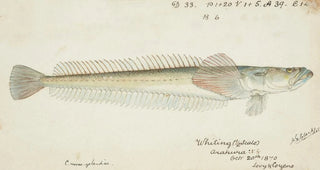 Frank Edward Clarke - Crapatulus novaezealandiae NZ Sand stargazer.webp