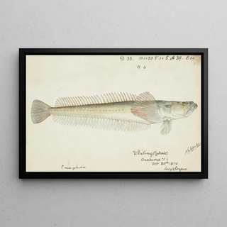Frank Edward Clarke - Crapatulus novaezealandiae NZ Sand stargazer.webp