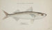 Emmelichthys nitidus - Frank Edward Clarke — Ansicht des Kunstwerks