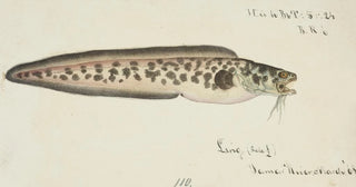Frank Edward Clarke - Genypterus sp Ling.webp