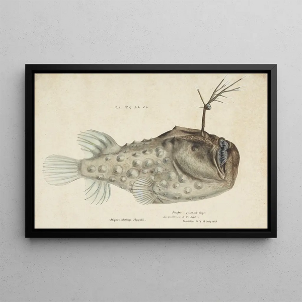 Himantolophus appelii NZ Seitenansicht Anglerfisch Stachelig - Frank Edward Clarke — gerahmtes Bild an der Wand