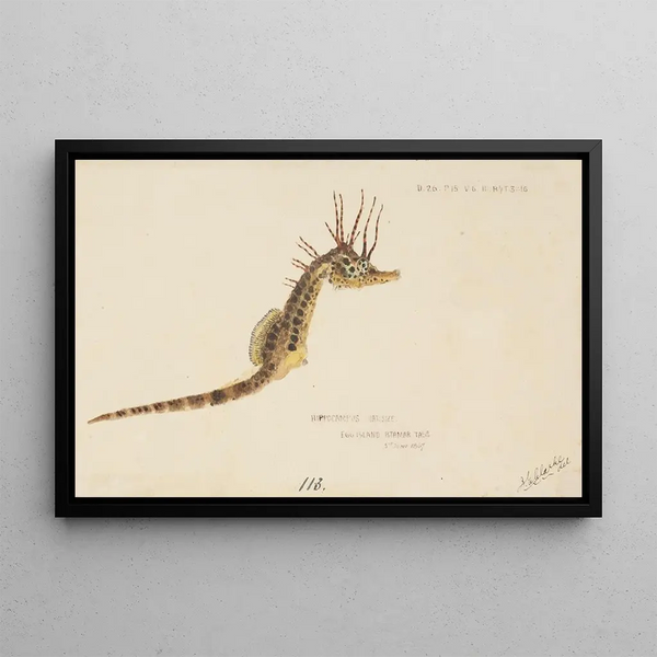 Hippocampus abdominalis, Tasmanischer Seepferdchen - Frank Edward Clarke — gerahmtes Bild an der Wand