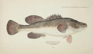 Frank Edward Clarke - Maccullochella sp Tas.webp