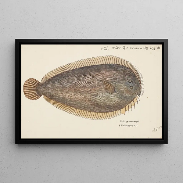 Peltorhamphus novaezeelandiae, Neuseeland-Schnabel, Frank Edward Clarke — gerahmtes Bild an der Wand