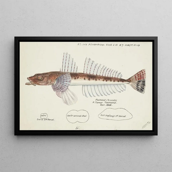Frank Edward Clarke - Platycephalus sp Tas Flathead.webp