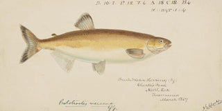 Frank Edward Clarke - Prototroctes maraena Tas Australian grayling.webp