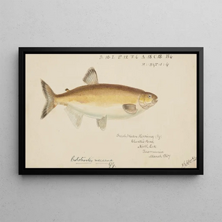 Frank Edward Clarke - Prototroctes maraena Tas Australian grayling.webp