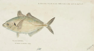 Frank Edward Clarke - Pseudocaranx dentex Tas White trevally.webp