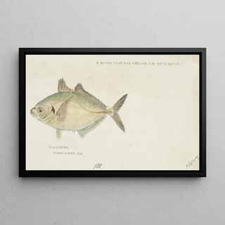 Frank Edward Clarke - Pseudocaranx dentex Tas White trevally.webp