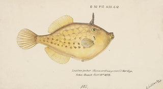 Frank Edward Clarke - Pseudomonacanthus peroni.webp