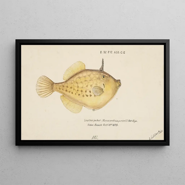 Pseudomonacanthus peroni - Frank Edward Clarke — gerahmtes Bild an der Wand