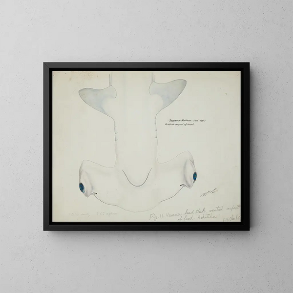 Tête de requin marteau (Sphyrna zygaena) vue ventrale - Frank Edward Clarke — gerahmtes Bild an der Wand