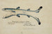 Squalus acanthias Zwillings Siamese Aiguillat tacheté - Frank Edward Clarke — Ansicht des Kunstwerks