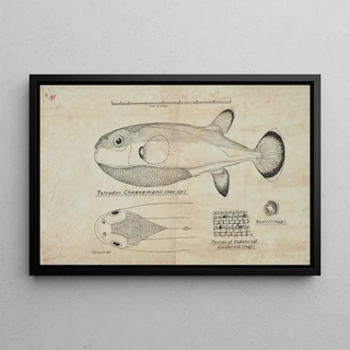 Frank Edward Clarke - Tetraodon cheesmanii Pufferfish.webp