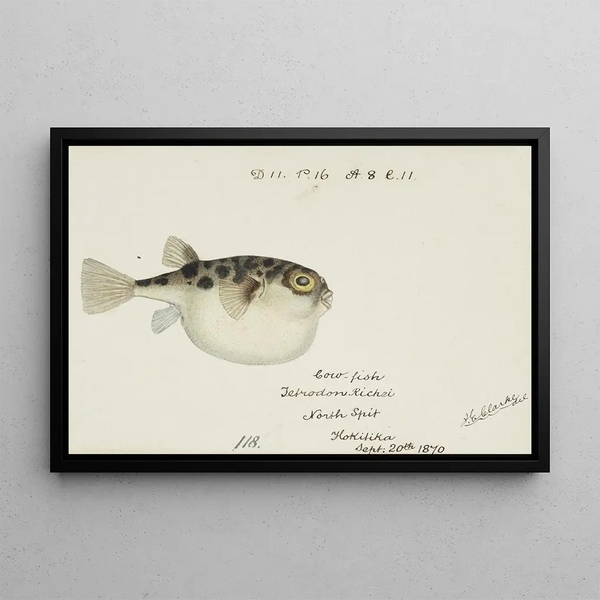 Frank Edward Clarke - Tetraodon gillbanksii Clarke.webp
