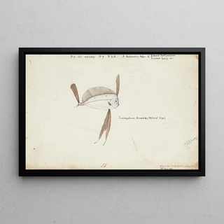 Frank Edward Clarke - Trachipterus trachypterus NZ Ribbonfish.webp
