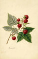 Rubus Rancocas - Frank Muller — Ansicht des Kunstwerks