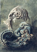 Ornament in Volute - François Cuvilliés der Jüngere — Ansicht des Kunstwerks