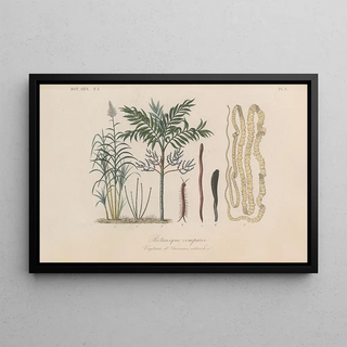 Franois Hrincq - Traite de botanique generale Pl009.webp