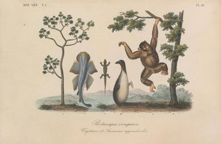 Franois Hrincq - Traite de botanique generale Pl010.webp