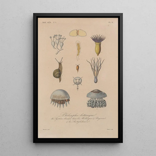 Franois Hrincq - Traite de botanique generale Pl011.webp