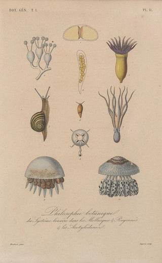 Franois Hrincq - Traite de botanique generale Pl011.webp