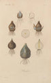 Traité de botanique générale Pl027 - François Hérincq — Ansicht des Kunstwerks