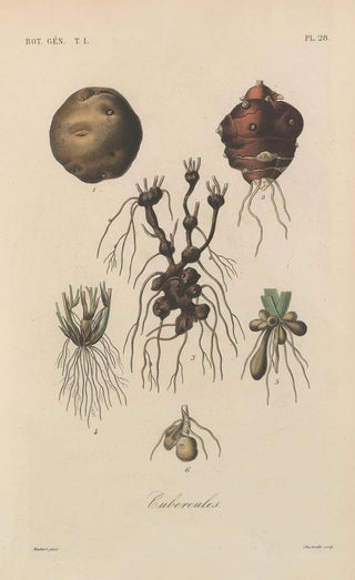 Franois Hrincq - Traite de botanique generale Pl028.webp