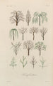 Traité de botanique générale Pl033 - François Hérincq — Ansicht des Kunstwerks