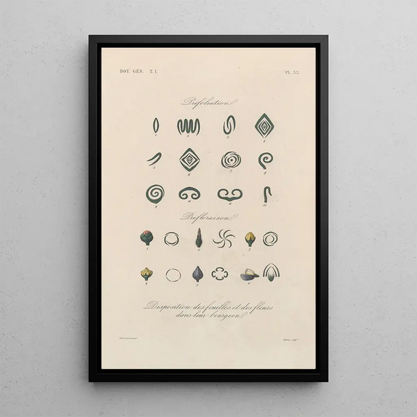 Franois Hrincq - Traite de botanique generale Pl034.webp
