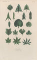 Traité de botanique générale Pl038 - François Hérincq — Ansicht des Kunstwerks