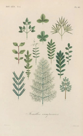 Franois Hrincq - Traite de botanique generale Pl041.webp