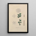 Traité de botanique générale Pl044 - François Hérincq — gerahmtes Bild an der Wand