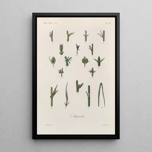 Franois Hrincq - Traite de botanique generale Pl046.webp